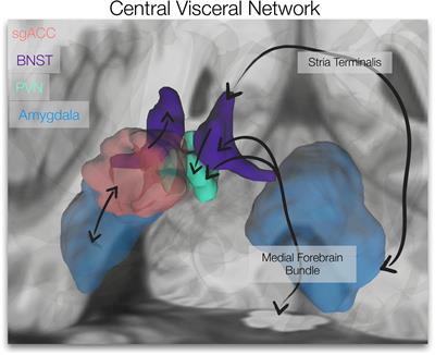 Childhood Threat Is Associated With Lower Resting-State Connectivity Within a Central Visceral Network